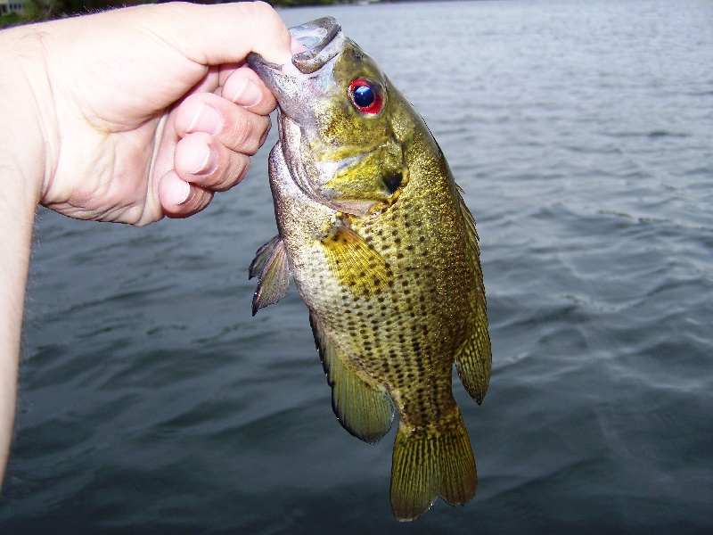 Small smallie (I think)