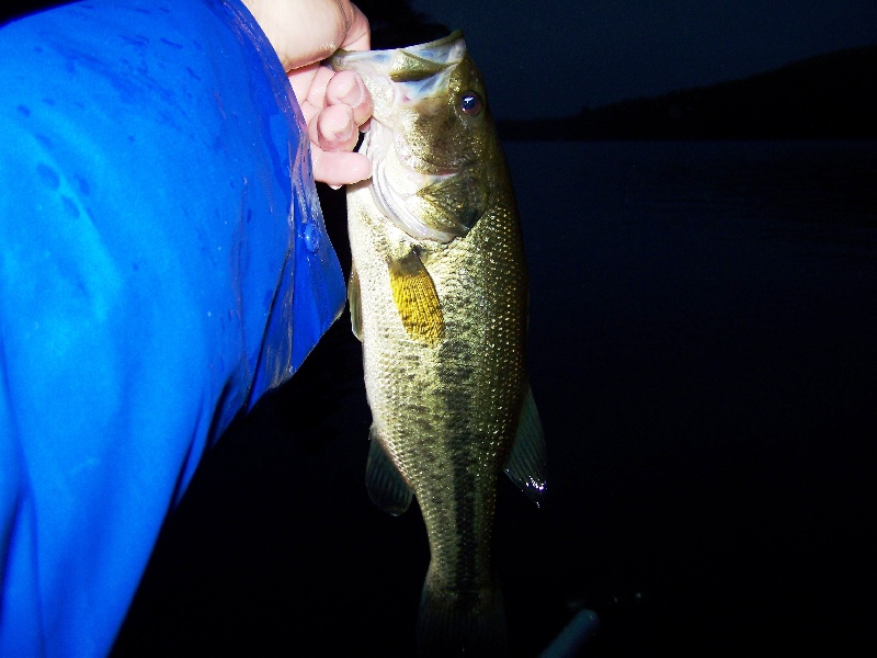 Bassin'