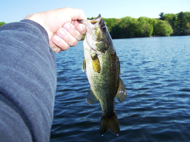 Little Redfin Perch just over 1lb. Shot for a 5 Swimbait, everytime i  target Pike the Perch come out. : r/Fishing