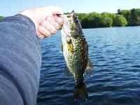 More pics 5/15/11 to 6/29/11  Fishing Report