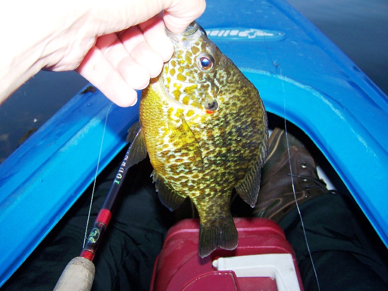 Actually lipping a 1lb Pumpkinseed!