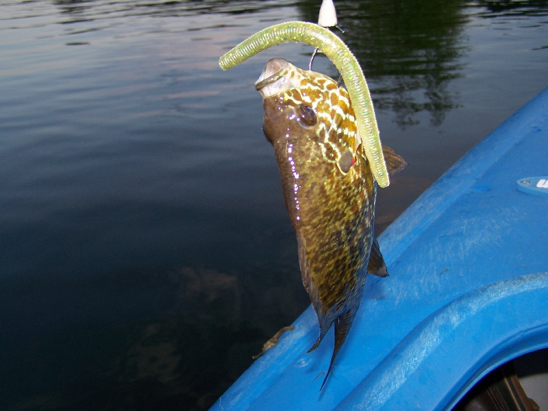 1lb Pumpkinseed!