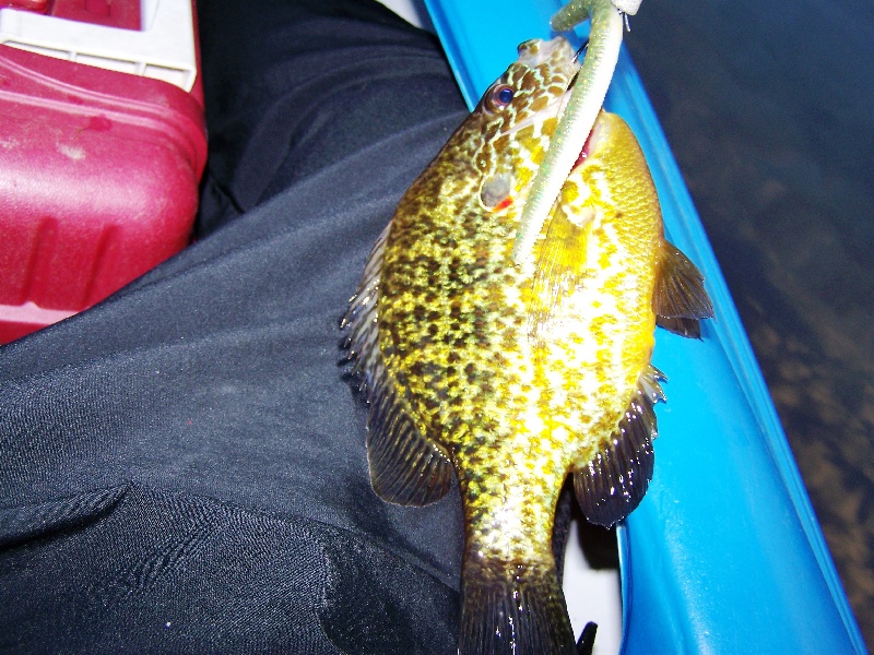 1lb Pumpkinseed!