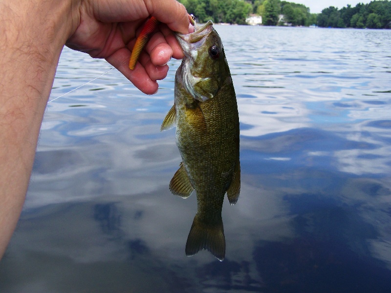 Crazy fighting 1lb smallie!