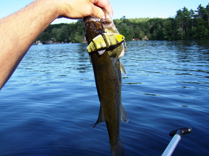 1st bass on swimbait