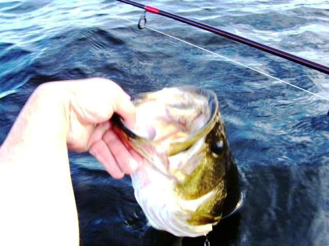 4.5 pounda mouth