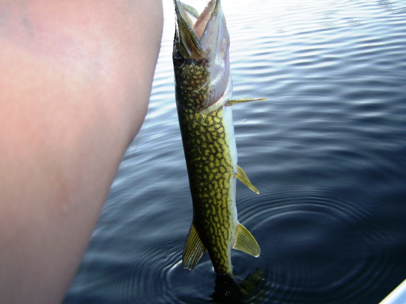 Pickerel