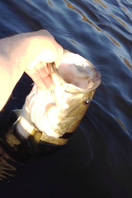 4.5 Pounder Mouth near Westport