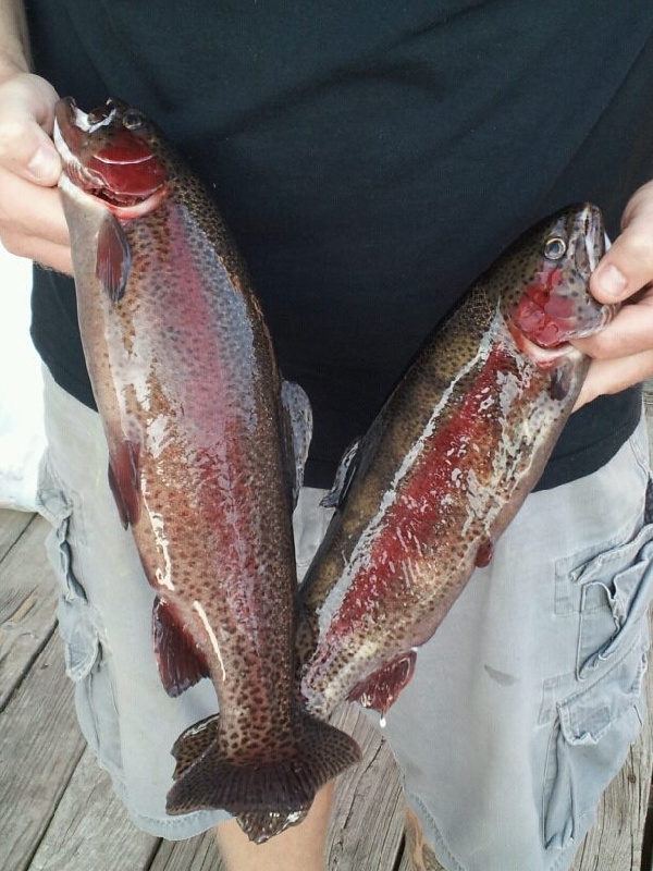 Native trout near Ware