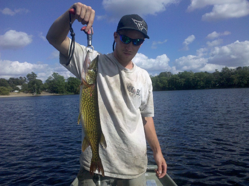 pickerel