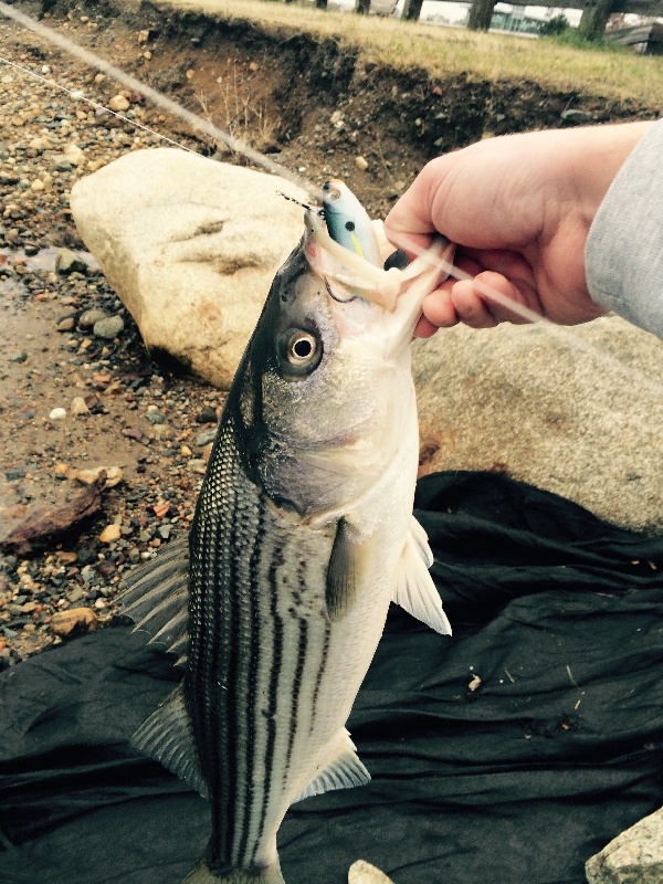 Somerville fishing photo 5