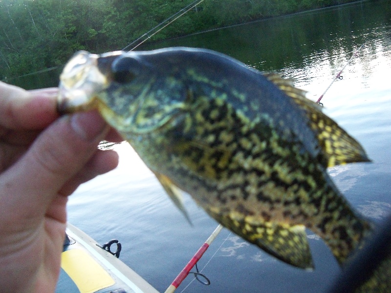 crappie