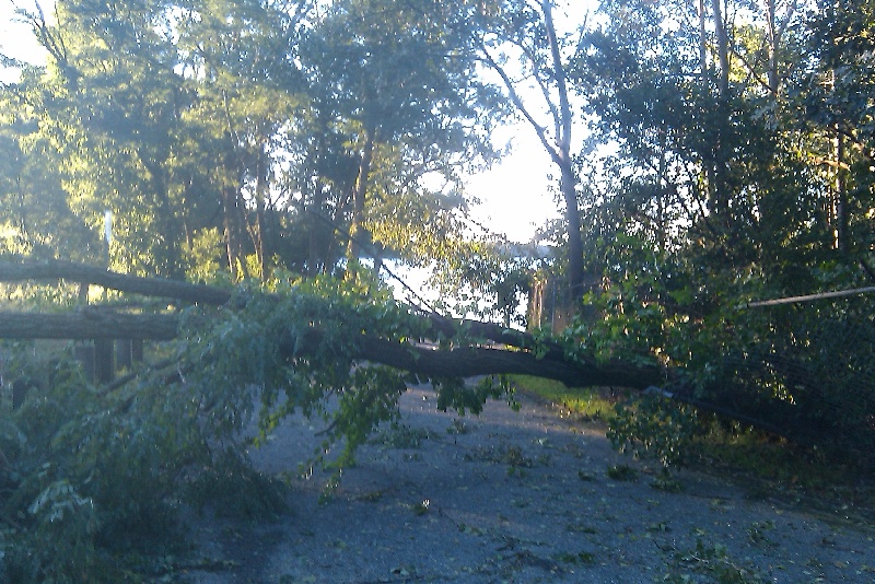 Tree down near Framingham