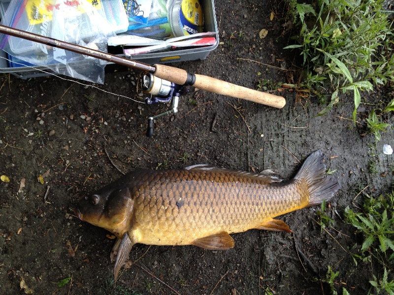 9lbs Carp