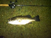 Pillings Pond Night Trip Fishing Report