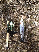 spring trout