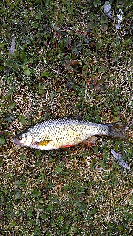 nice 4" Golden pond shiner