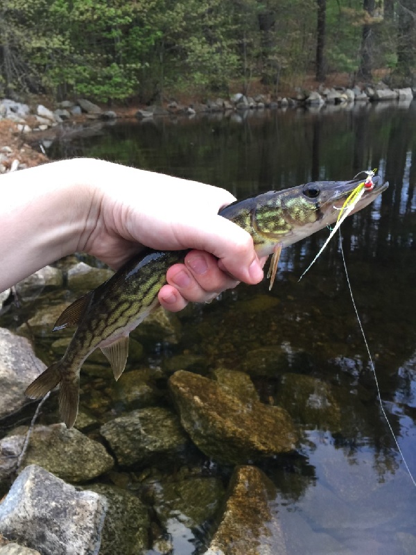 Clouser Pickerel