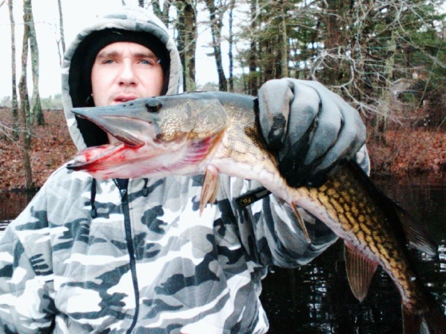 2LB 3OZ PICKEREL