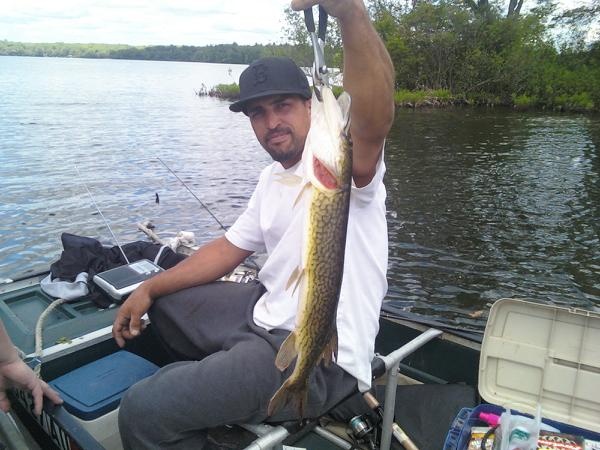 2lb 6oz Chainlink Pickerel