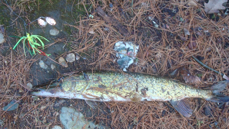 Pikerel