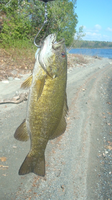 Smallie near Boylston