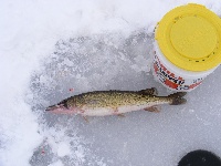 Fishin' the Hard Water Fishing Report