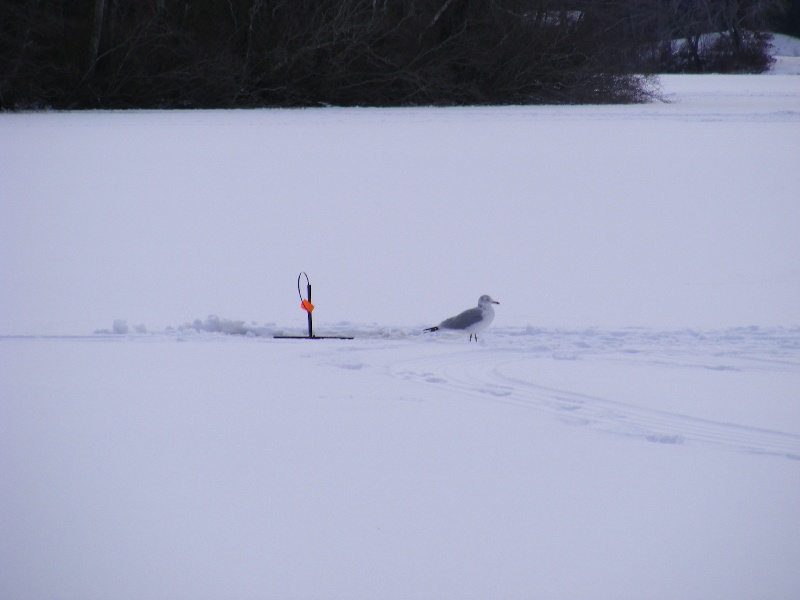 Rochester fishing photo 5