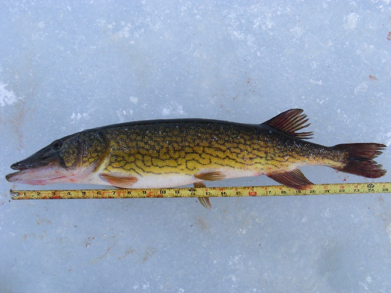 A GOOD DAY FOR ICE FISHING