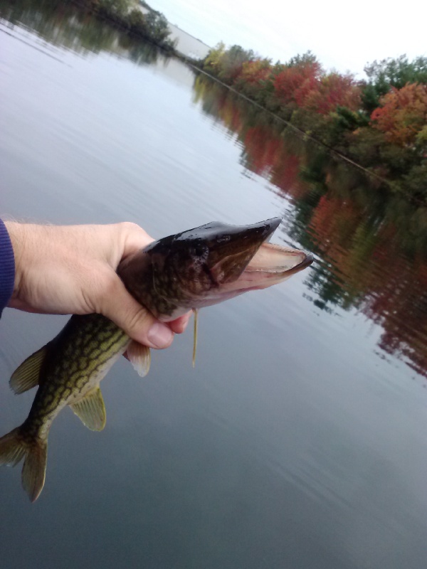 Pickerel