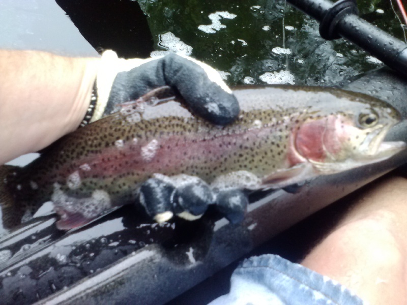 rainbow trout