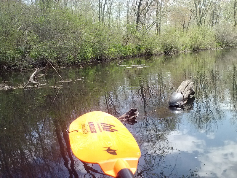 turtle near Blackstone