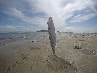 Sandy Point Fishing Report