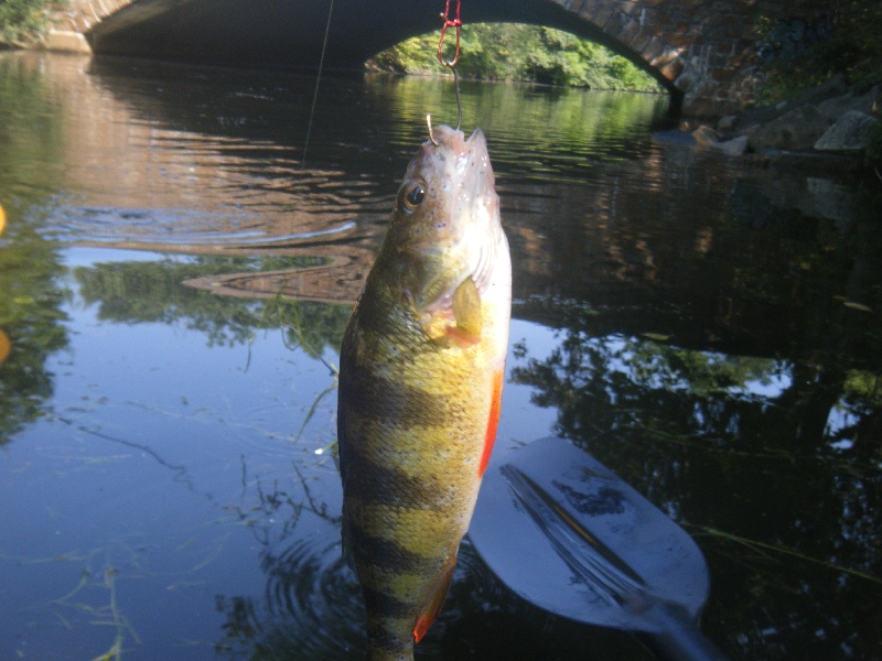 Shauna Caught 3 Perch