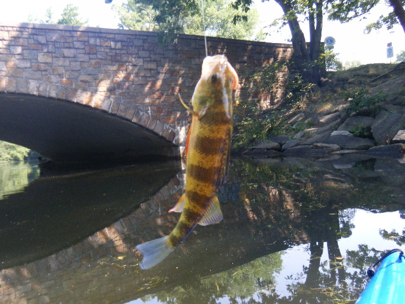 Shauna Caught 3 Perch