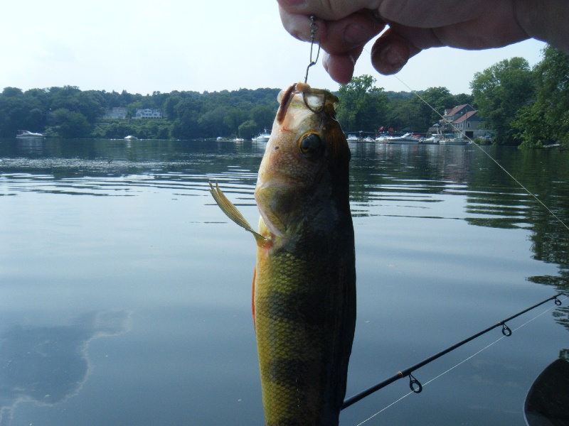 8/16 Shauna Caught 1.5lb Perch