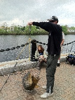 Giant Carp on the Charles in Waltham