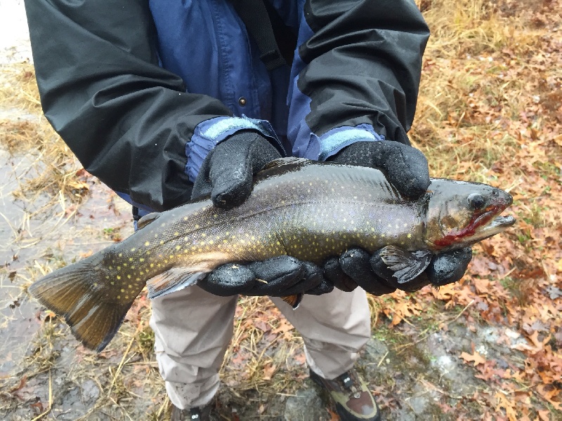 Trout fishing Barbers Pond