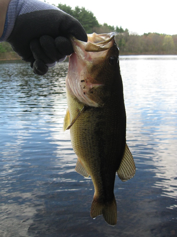 Marlborough fishing photo 4