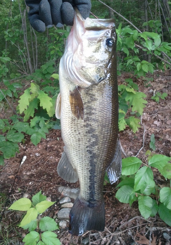 2lb 12oz LMB