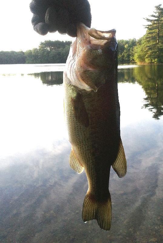 2lbs 3oz LMB