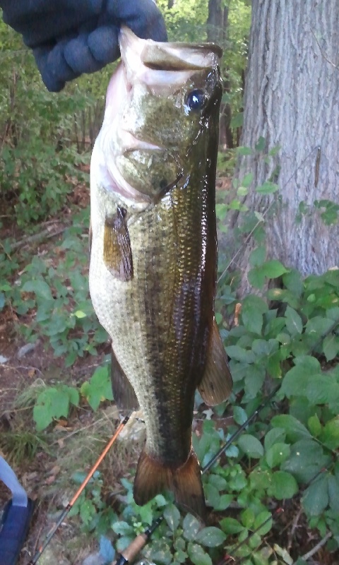 2lbs 5oz