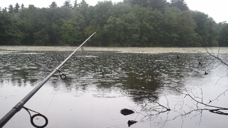 Fishin' the pads in the rain