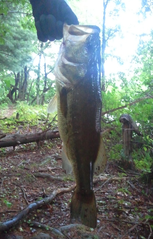 3lb 4oz