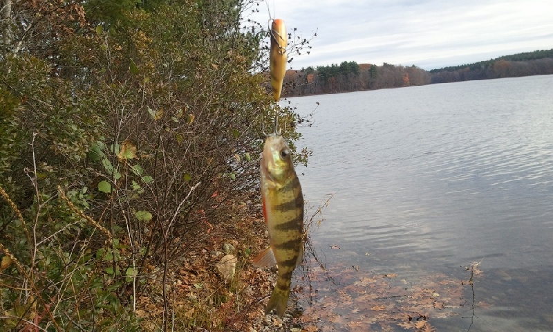 Massive November Perch