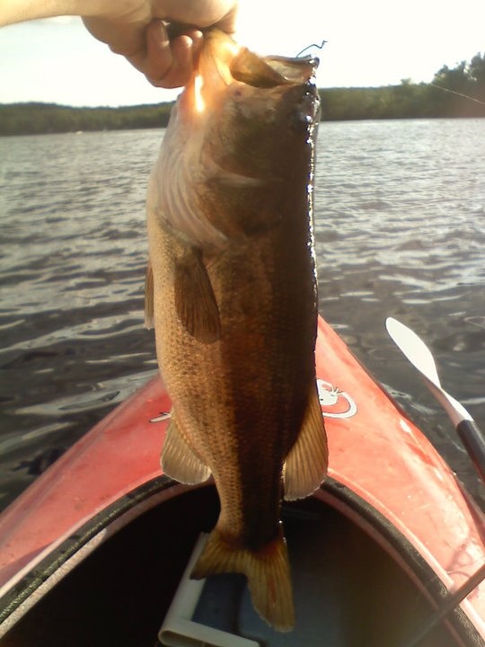 largemouth bass