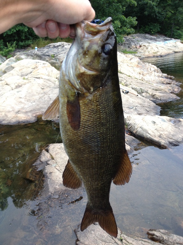 3lb smally