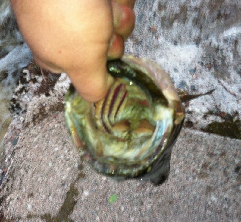 Lunker #1 pic 4