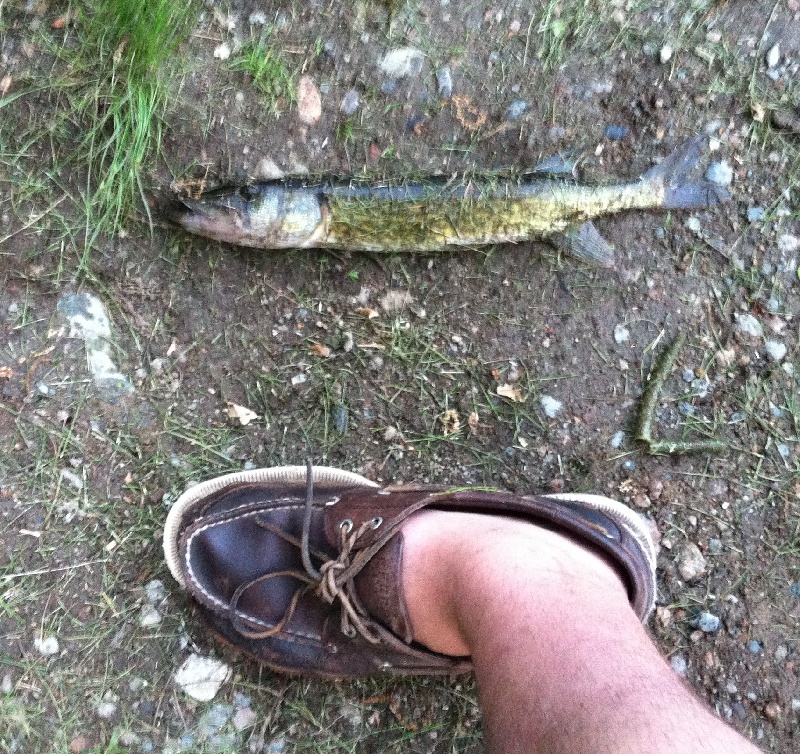 Pickerel 