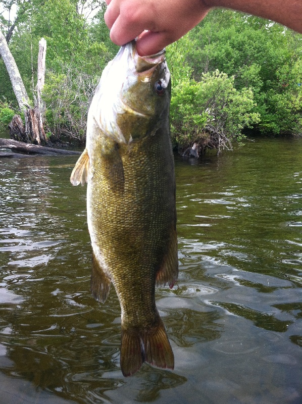 Lunker #5 NH SMB
